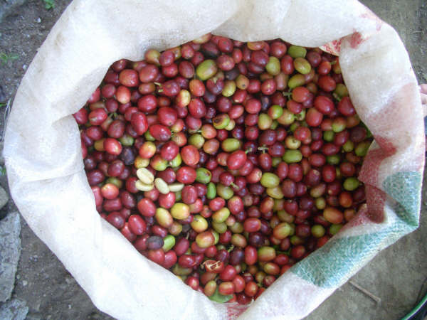 Zakken vol koffiebonen